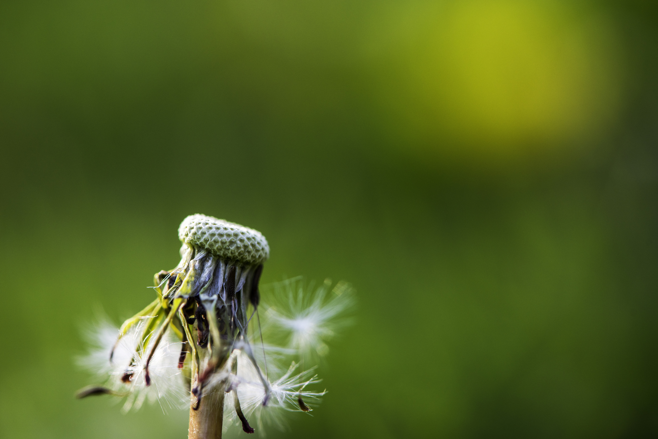 #5 The Clarifying Power of Death